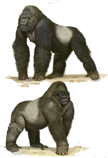 Gorille de montagne gorilla beringei beringei